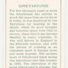 Greyhound.