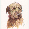 Irish Wolfhound.