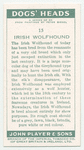 Irish Wolfhound.