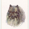 Keeshond.
