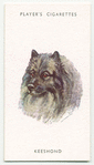 Keeshond.