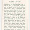Keeshond.