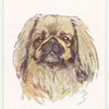 Pekingese.