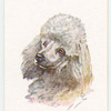 Poodle.