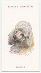 Poodle.
