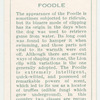 Poodle.