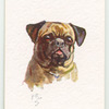 Pug.