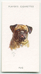 Pug.