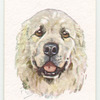 Pyrenean Mountain Dog.