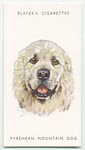 Pyrenean Mountain Dog.