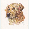 Golden Retriever.