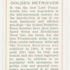 Golden Retriever.