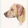 Yellow Labrador.