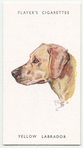 Yellow Labrador.