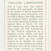 Yellow Labrador.