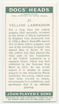 Yellow Labrador.