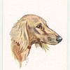 Saluki.