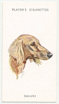 Saluki.