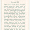 Saluki.