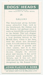 Saluki.