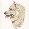 Samoyed.