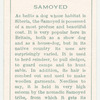 Samoyed.