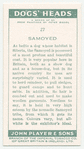 Samoyed.