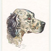 English Setter.