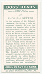 English Setter.
