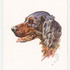 Gordon Setter.