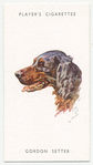 Gordon Setter.