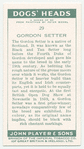 Gordon Setter.