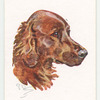 Irish Setter.