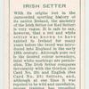 Irish Setter.