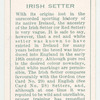 Irish Setter.