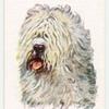 Old English Sheepdog.