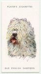 Old English Sheepdog.