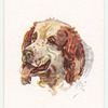Clumber Spaniel.