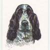 Cocker Spaniel.