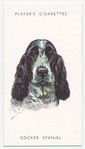 Cocker Spaniel.