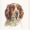 English Springer Spaniel.