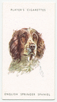 English Springer Spaniel.