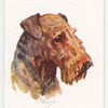 Airedale Terrier.