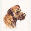 Border Terrier.