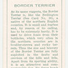 Border Terrier.