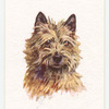 Cairn Terrier.