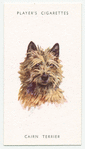 Cairn Terrier.