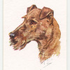 Irish Terrier.