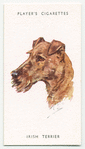 Irish Terrier.