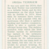 Irish Terrier.